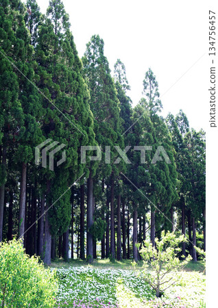 雪松森林 134756457