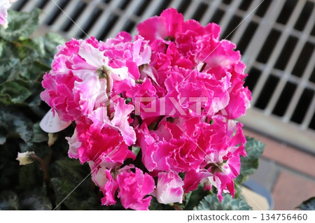 Pink cyclamen flowers in a pot in a winter garden Pink cyclamen flowers in a pot in a winter garden 134756460