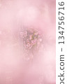 Double weeping cherry blossoms floating on a soft pink background 134756716