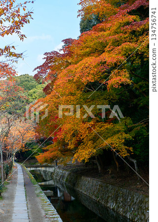 哲人之路與秋葉_2098 哲人之路與秋葉_2098 134756741