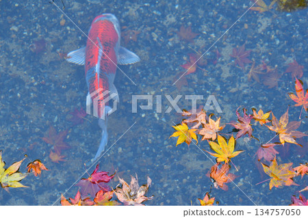 Elegant Fallen Leaves on the Water Carp Elegant Fallen Leaves on the Water Carp 134757050
