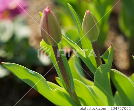 鬱金香的芽 鬱金香的芽 134757063
