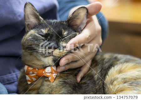 Sabi cat Sabi cat 134757079