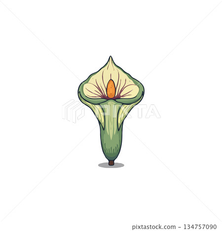 Elegant isolated calla lily illustration showcasing graceful curves gentle hues and delicate 134757090