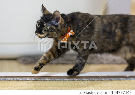 薩比貓 薩比貓 134757145