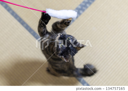 Sabi cat Sabi cat 134757165