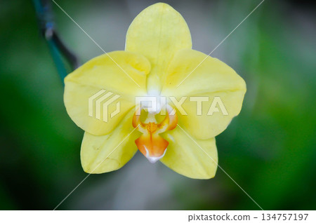Moon Orchid, moth orchid or Phalaenopsis or Phalaenopsis amabilis or yellow orchid or yellow Phalaenopsis 134757197