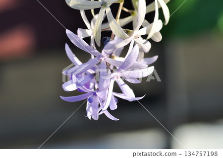 Sandpaper vine, Purple wreath or Queens wreath or purple flower 134757198