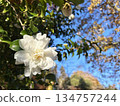 白色山茶花的特寫 134757244