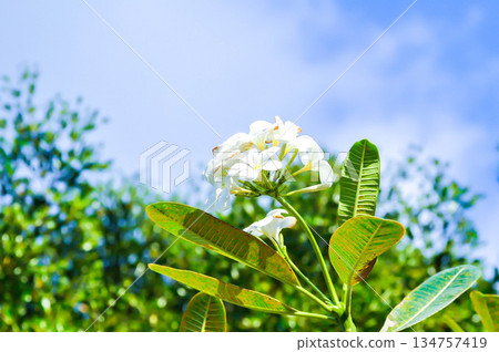 frangipani, frangipani flower or pagoda tree or temple tree with fowers or white flower frangipani, frangipani flower or pagoda tree or temple tree with fowers or white flower 134757419