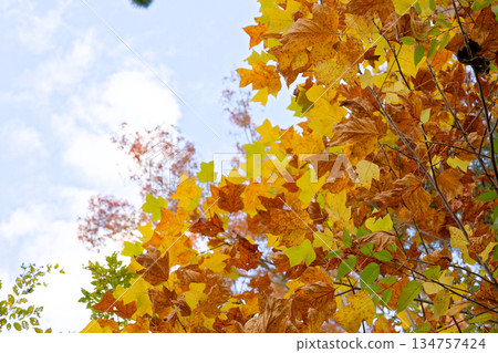 Autumn leaves maple leaves 134757424