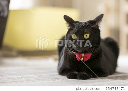 Black cat Black cat 134757471