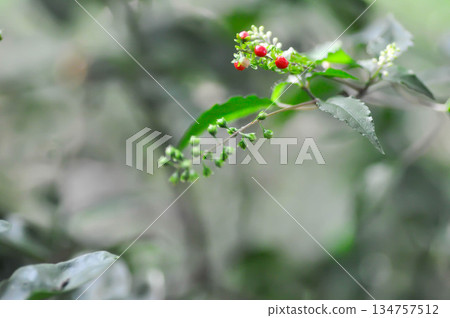 Rivina humilis L, PHYTOLACCACEAE or Rough or Blood Berry or Coral Berry Rivina humilis L, PHYTOLACCACEAE or Rough or Blood Berry or Coral Berry 134757512