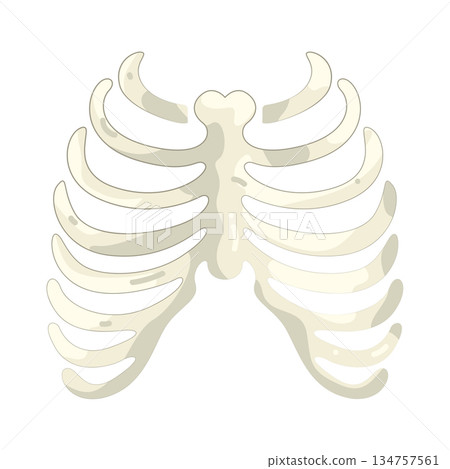 Illustration of rib cage  134757561