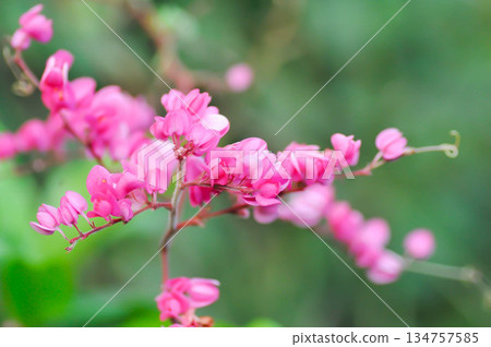 Antigonon leptopus , Coral vine or Mexican creeper or Chain of love or Pink vine or Honolulu Creeper or POLYGONACEAE or pink flowers 134757585