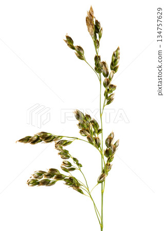Meadow bluegrass on a pale background. A spikelet with seeds of a perennial cereal plant. The most valuable grass plant. Meadow bluegrass on a pale background. A spikelet with seeds of a perennial cereal plant. The most valuable grass plant. 134757629