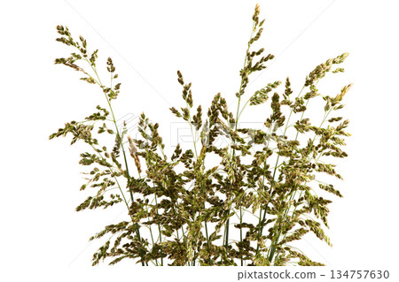 Meadow bluegrass on a pale background. A spikelet with seeds of a perennial cereal plant. The most valuable grass plant. Meadow bluegrass on a pale background. A spikelet with seeds of a perennial cereal plant. The most valuable grass plant. 134757630