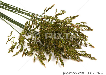 Meadow bluegrass on a pale background. A spikelet with seeds of a perennial cereal plant. The most valuable grass plant. Meadow bluegrass on a pale background. A spikelet with seeds of a perennial cereal plant. The most valuable grass plant. 134757632