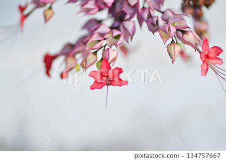 Bleeding heart vine or Clerodendrum thomsoniae Balf or Bag flower or LAMIACEAE or red flower or pink flower Bleeding heart vine or Clerodendrum thomsoniae Balf or Bag flower or LAMIACEAE or red flower or pink flower 134757667