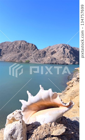 Large Conch Shell Resting On Sunlit Rock, Foreground Texture Contrasting With Calm Turquoise Bay And Distant Cliffs, Beachcomber Mood And Macro Nature Study Ideal For Souvenir And Lifestyle Scenes Large Conch Shell Resting On Sunlit Rock, Foreground Texture Contrasting With Calm Turquoise Bay And Distant Cliffs, Beachcomber Mood And Macro Nature Study Ideal For Souvenir And Lifestyle Scenes 134757699