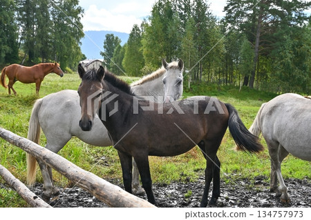 Farm horses in a paddock at a country ranch Farm horses in a paddock at a country ranch 134757973