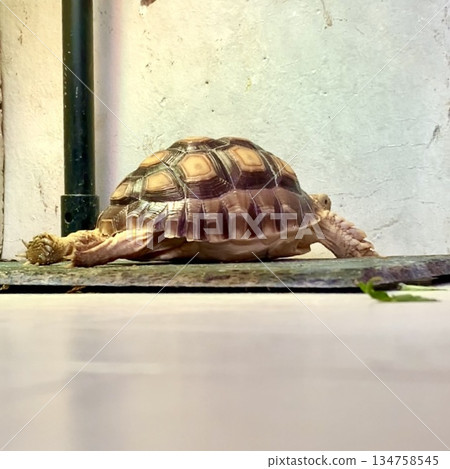 一隻長著距的陸龜正竭盡全力地伸展身體 134758545