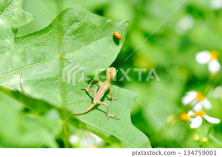 chameleon or Lizard, Lacertilia or Sauria or Squamata or Serpentes or reptileor tree lizard chameleon or Lizard, Lacertilia or Sauria or Squamata or Serpentes or reptileor tree lizard 134759001