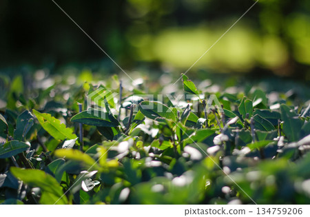 Close-up of green leaves on a bush with a soft blurred bokeh background in bright sunlight 134759206