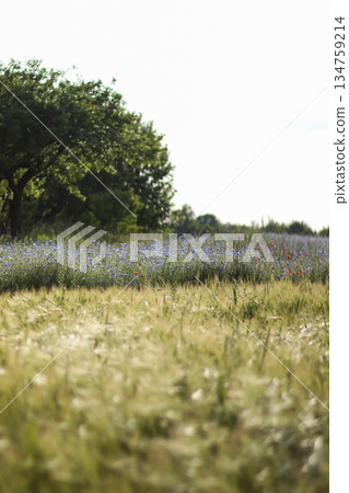 Summer field with wild blue cornflowers and ripe wheat under a bright sky near a green forest. Rural landscape and nature concept Summer field with wild blue cornflowers and ripe wheat under a bright sky near a green forest. Rural landscape and nature concept 134759214