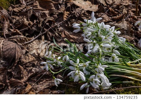 Common Snowdrop flowers picked in a spring forest among fallen leaves and early wildflowers 134759235
