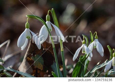 Common snowdrop Galanthus nivalis blooms in the tranquil spring forest signaling the arrival of warmer days 134759236