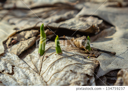 Emerging arum maculatum plants sprout through decaying leaves in a woodland setting during early spring 134759237