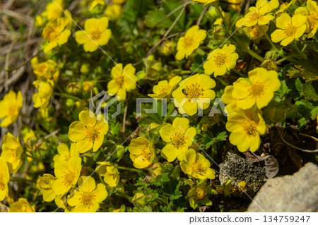 Bright yellow flowers of Potentilla reptans flourish in a sunny meadow creating a vibrant landscape during springtime 134759247