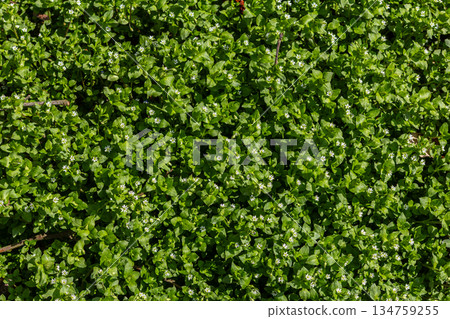 Vibrant growth of Stellaria media displaying delicate white flowers in a lush green field during the spring season Vibrant growth of Stellaria media displaying delicate white flowers in a lush green field during the spring season 134759255