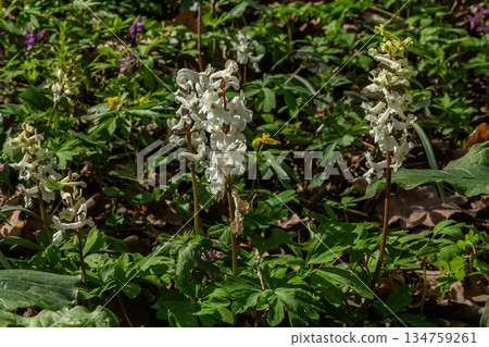Hollowroot blooms prominently in spring woodlands showcasing delicate white flowers among lush greenery Hollowroot blooms prominently in spring woodlands showcasing delicate white flowers among lush greenery 134759261