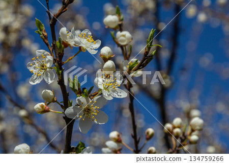 Blossoms of Prunus cerasifera shine in the blue sky as spring brings life to the landscape Blossoms of Prunus cerasifera shine in the blue sky as spring brings life to the landscape 134759266
