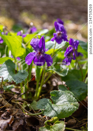 Sweet violets bloom in a sunlit forest displaying vibrant purple flowers amidst lush green leaves in early spring Sweet violets bloom in a sunlit forest displaying vibrant purple flowers amidst lush green leaves in early spring 134759269