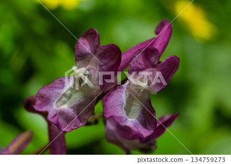 Corydalis cava blooms showcase intricate purple petals in a lush woodland setting during the springtime Corydalis cava blooms showcase intricate purple petals in a lush woodland setting during the springtime 134759273