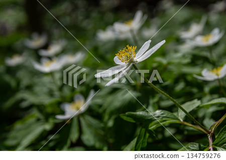 Spring forest showcasing Anemone nemorosa with delicate white flowers blooming among lush green foliage under soft sunlight Spring forest showcasing Anemone nemorosa with delicate white flowers blooming among lush green foliage under soft sunlight 134759276