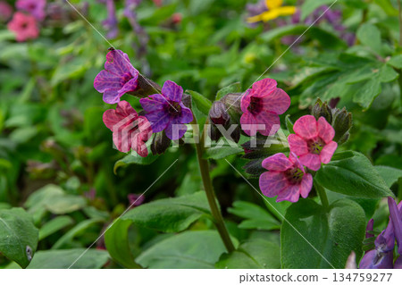 Lungwort plant featuring blooming flowers in the forest during springtime Lungwort plant featuring blooming flowers in the forest during springtime 134759277