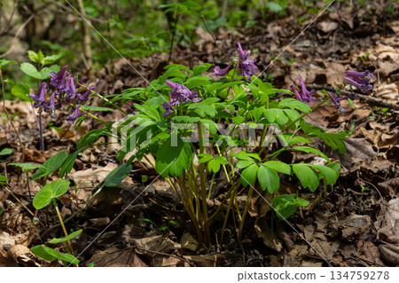 Corydalis cava showcases delicate purple blooms among lush foliage in a vibrant woodland setting during springtime Corydalis cava showcases delicate purple blooms among lush foliage in a vibrant woodland setting during springtime 134759278