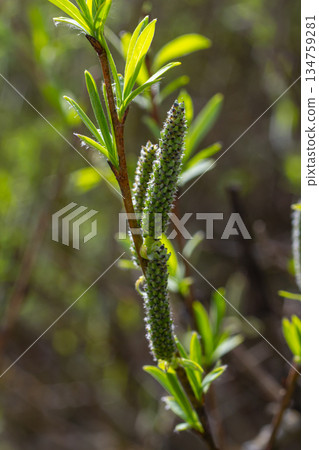 Willow blossoms flourish under spring sunlight in a vibrant natural setting 134759281
