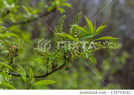 Delicate spring branches of Prunus padus adorned with budding green leaves and flowers showcasing nature's revival during the blossoming season 134759282