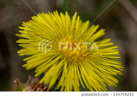 Coltsfoot blooms in spring sunlight showcasing vibrant yellow petals in a natural setting 134759283