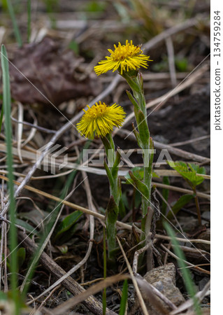 Blooming Tussilago farfara showcases vibrant yellow flowers during springtime in a natural setting Blooming Tussilago farfara showcases vibrant yellow flowers during springtime in a natural setting 134759284