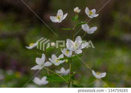 Isopyrum thalictroides blooms in a spring forest showcasing delicate white flowers against a vibrant green background Isopyrum thalictroides blooms in a spring forest showcasing delicate white flowers against a vibrant green background 134759285