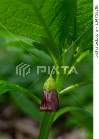 Unique Scopolia carniolica blooms in a spring forest showcasing its bell-shaped poisonous flower with striking dark hues 134759286
