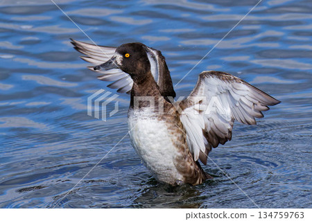 一隻雌性鳳頭潛鴨正在展開翅膀 134759763