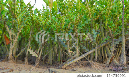 Small Mangrove Shrubs Growing from Muddy Ground 134759991