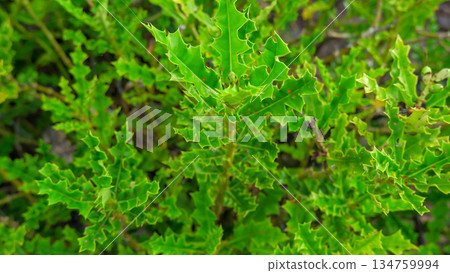 Close Up of Spiky Sea Holly Leaf Texture Close Up of Spiky Sea Holly Leaf Texture 134759994